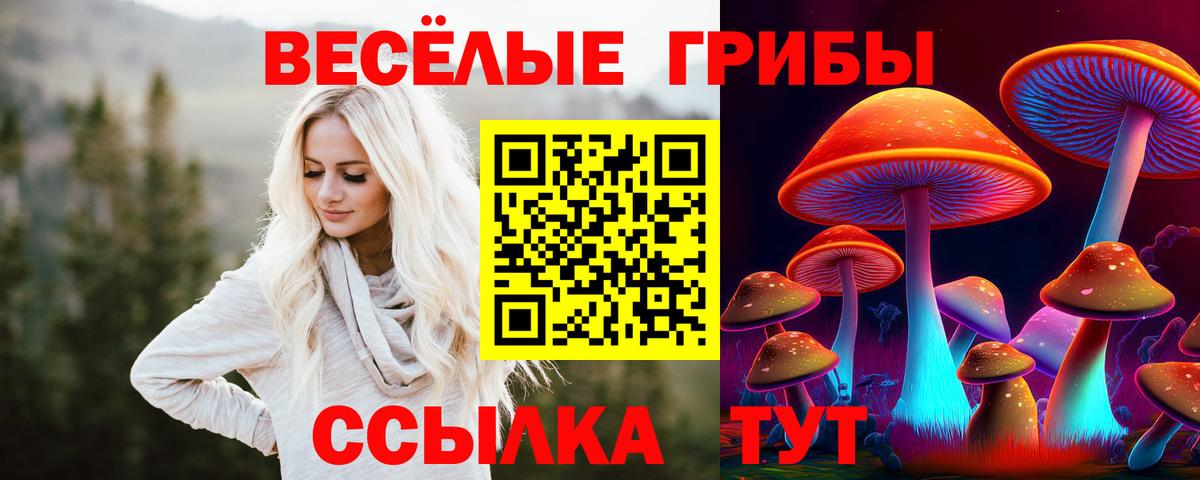 Галлюциногенные грибы Psilocybe Балтийск