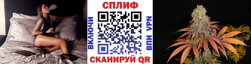 Конопля сатива Балтийск